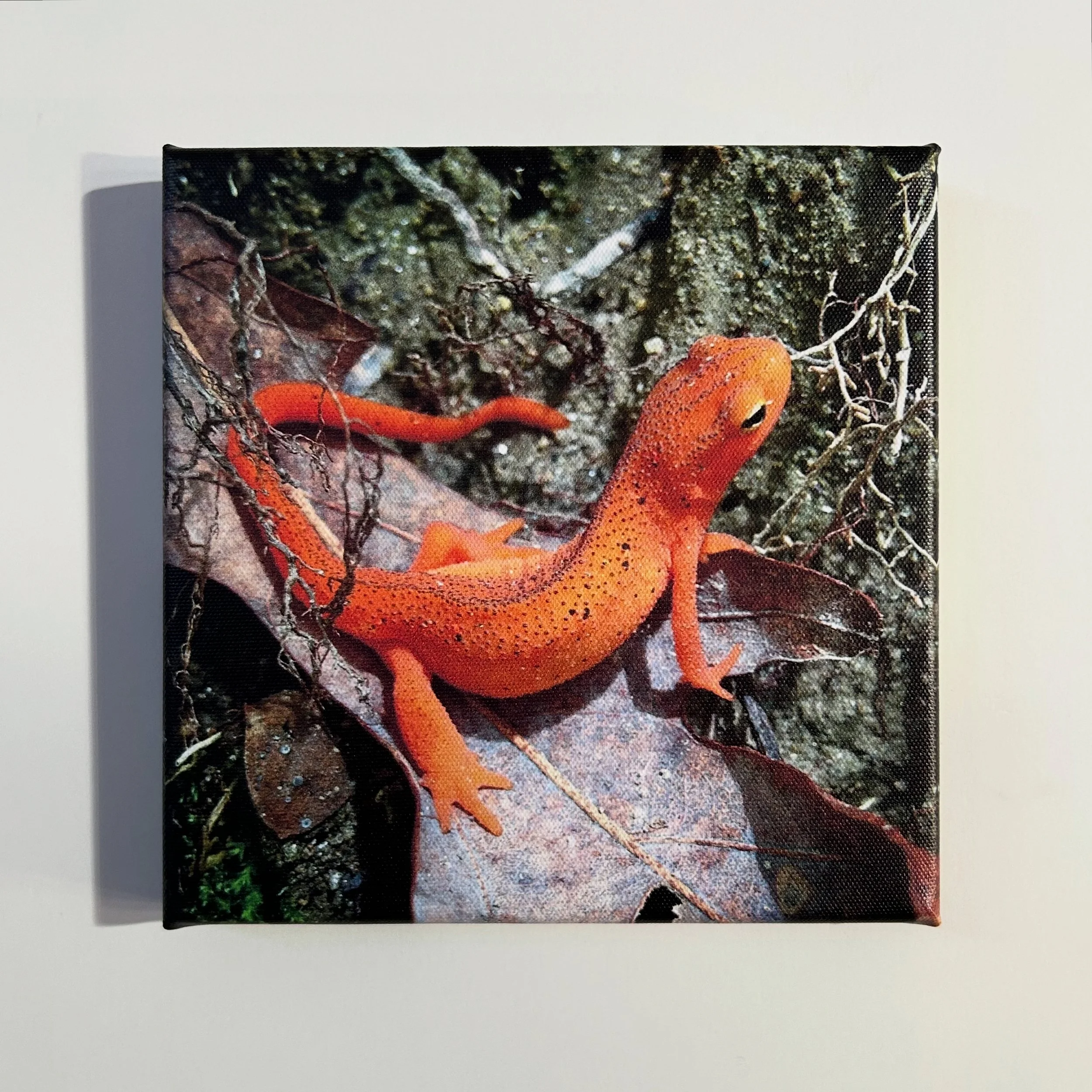 "newt 'n' roots" (8x8")
