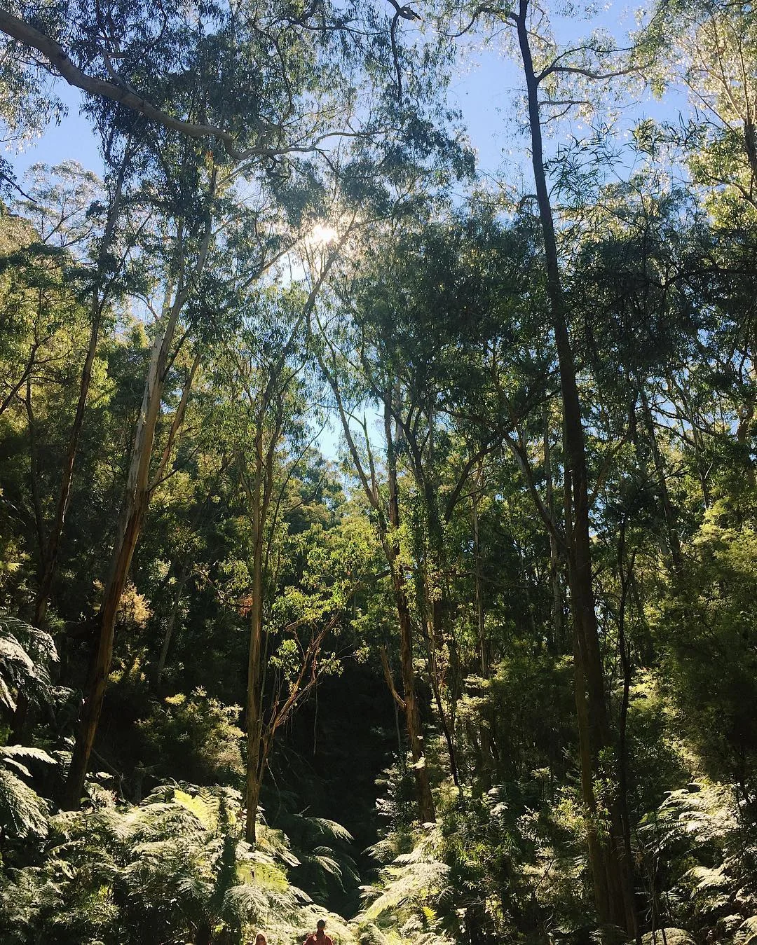 Glow Worm Tunnel, Lithgow