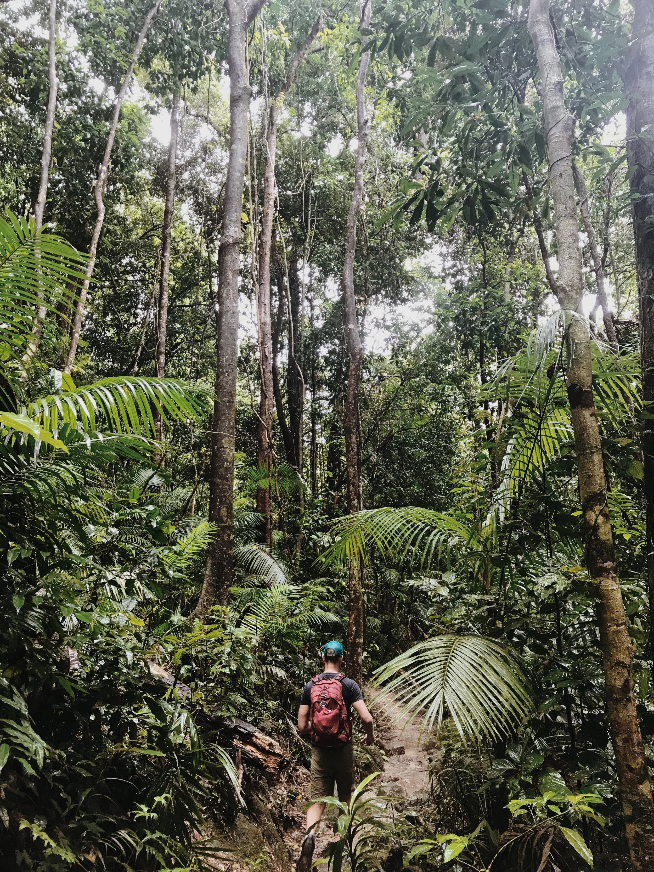 The dense jungle canopies of Mossman Gorge