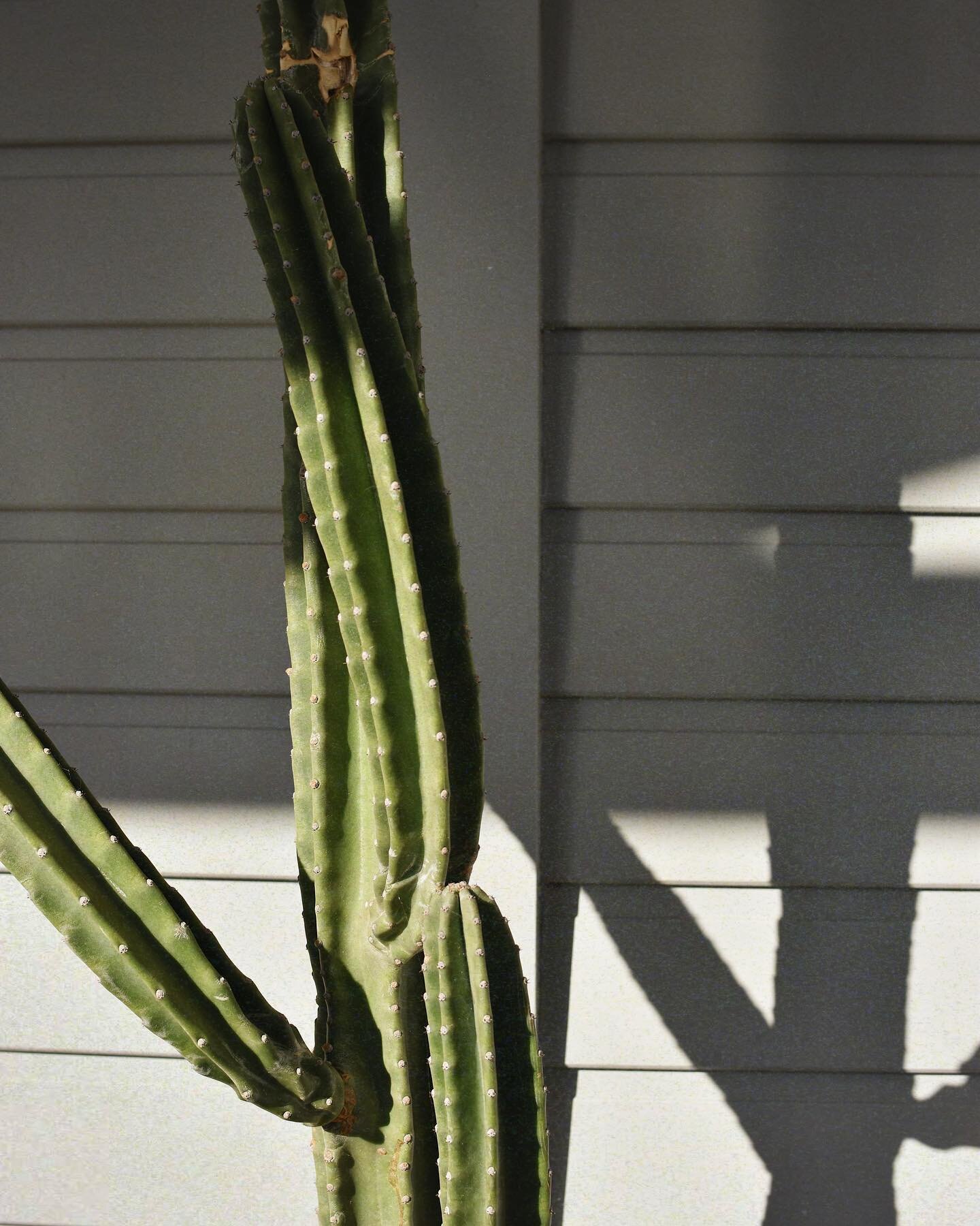 🌵