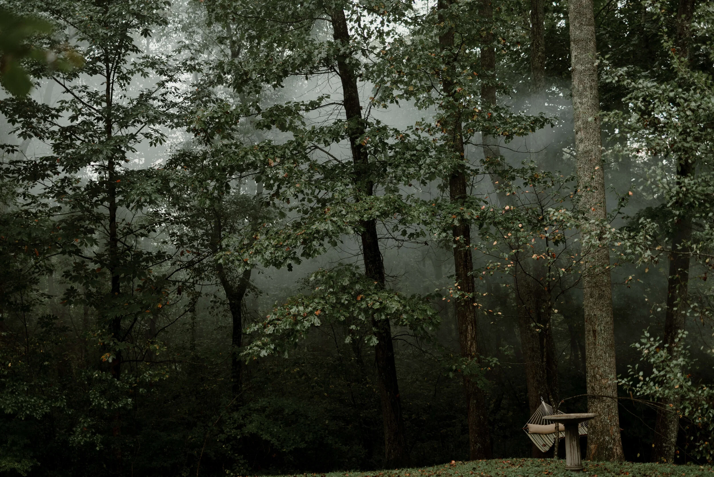 ASHEVILLE_WEDDING_TESS_AND_RYANDSC_8295.jpg