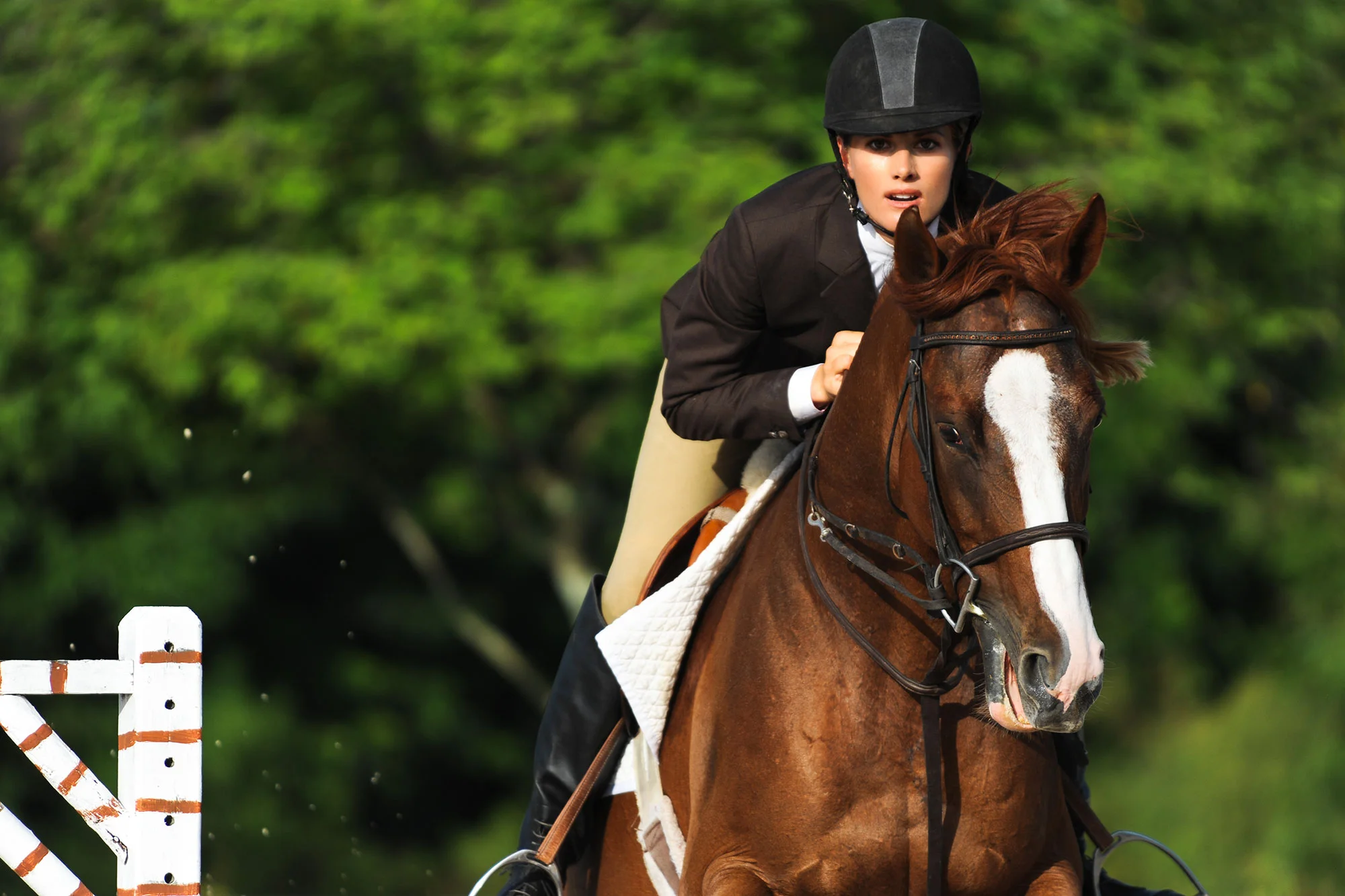 The Royal International Horse Show