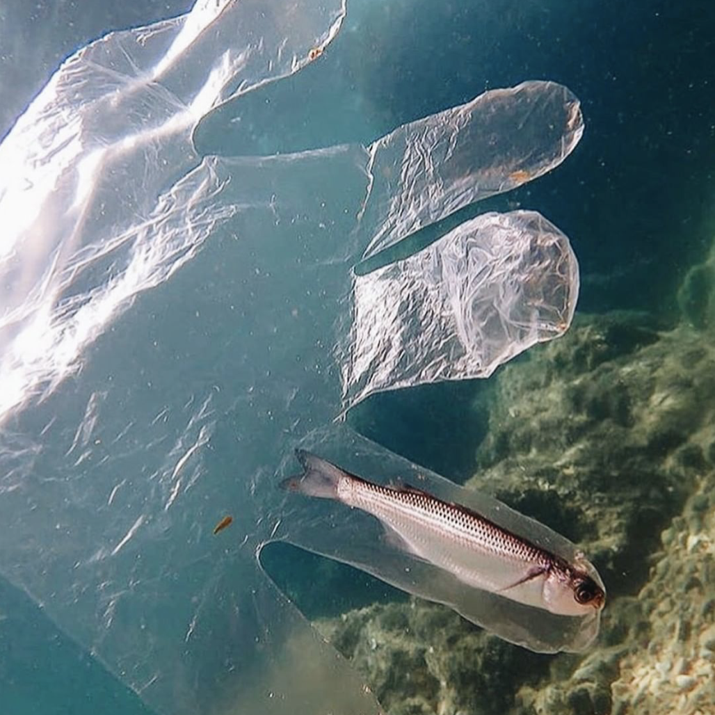 Screen Shot 2020-08-01 at 3.25.13 PM.png