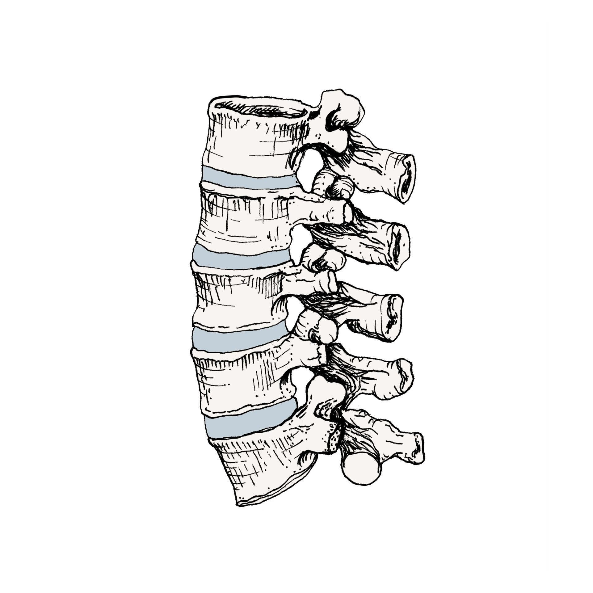 spine.png