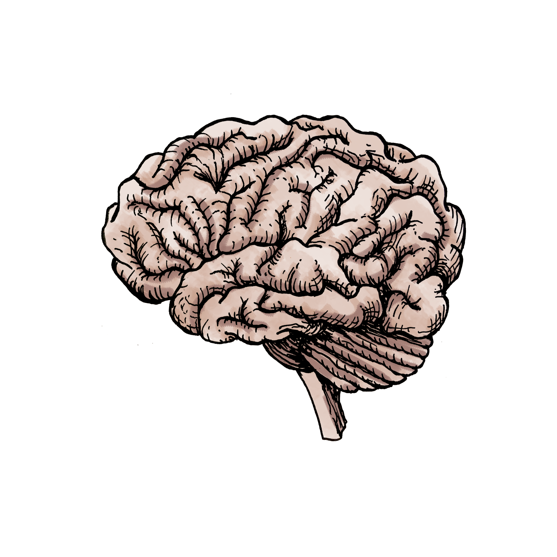 brain.png