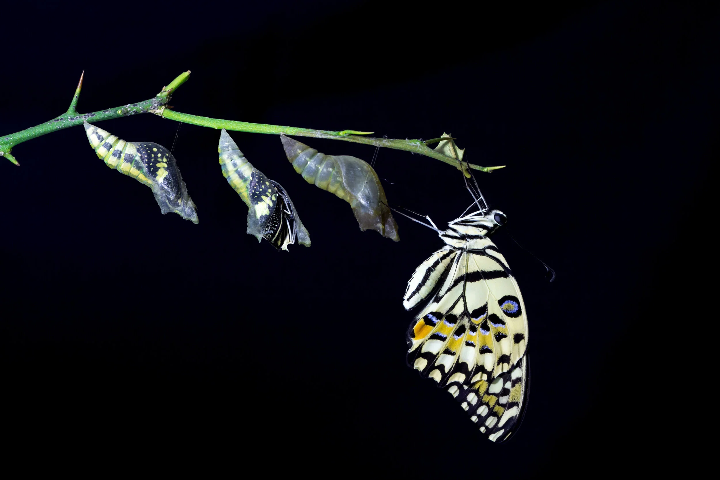 THE ESSENCE OF PIVOT IS TRANSFORMATION!