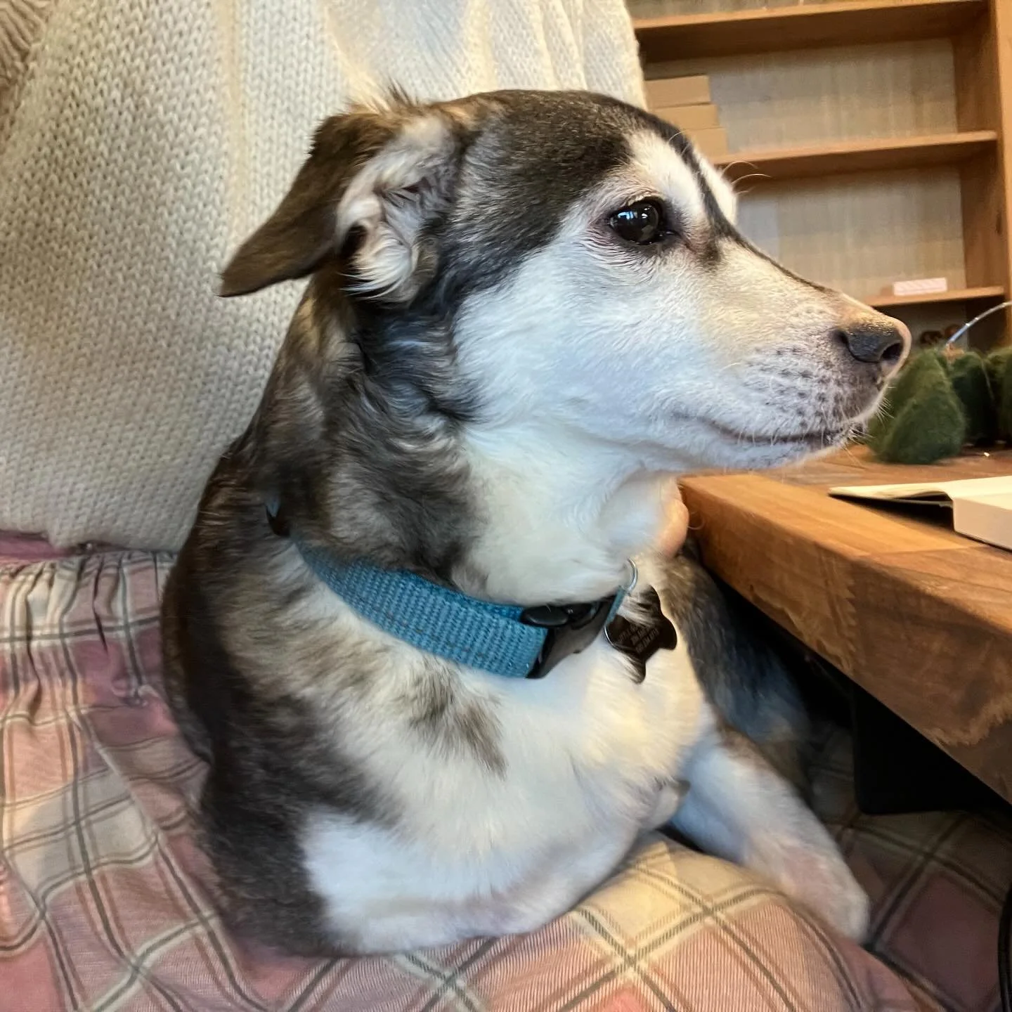 Gizmo decided is too cold for the floor, he demanded lap time. If you live a snuggly pup, stop by anytime today!
.
.
#shopdog #bainbridgeisland