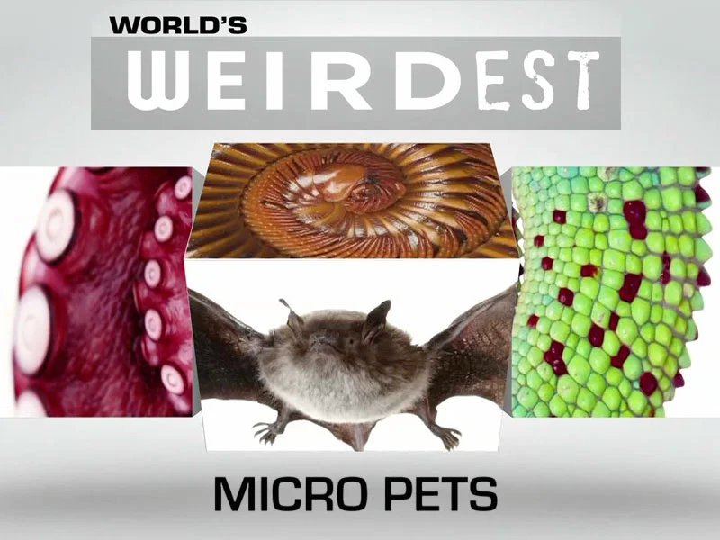 NewGallery_worldsweirdestmicropets.jpg