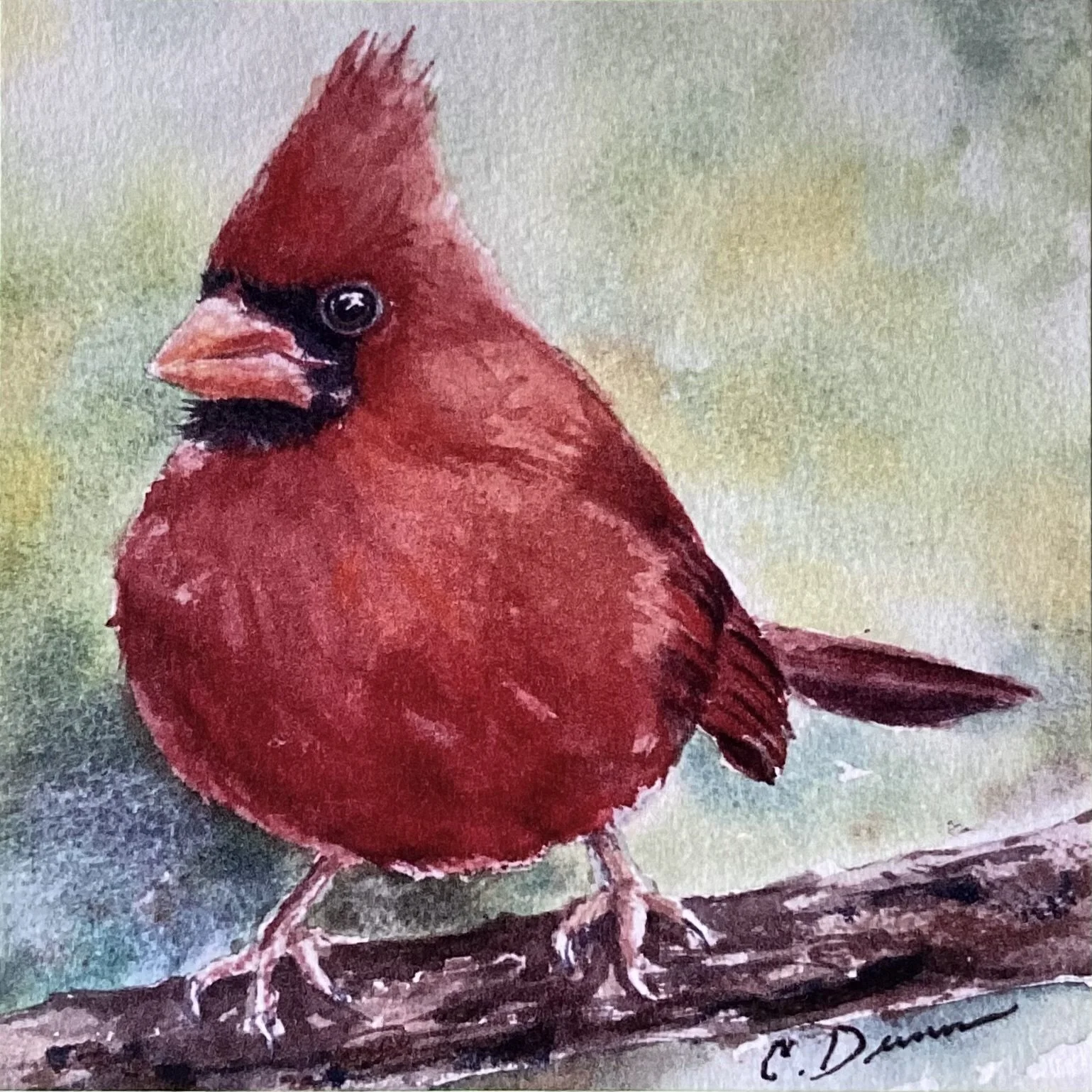 "Chubby Cardinal"