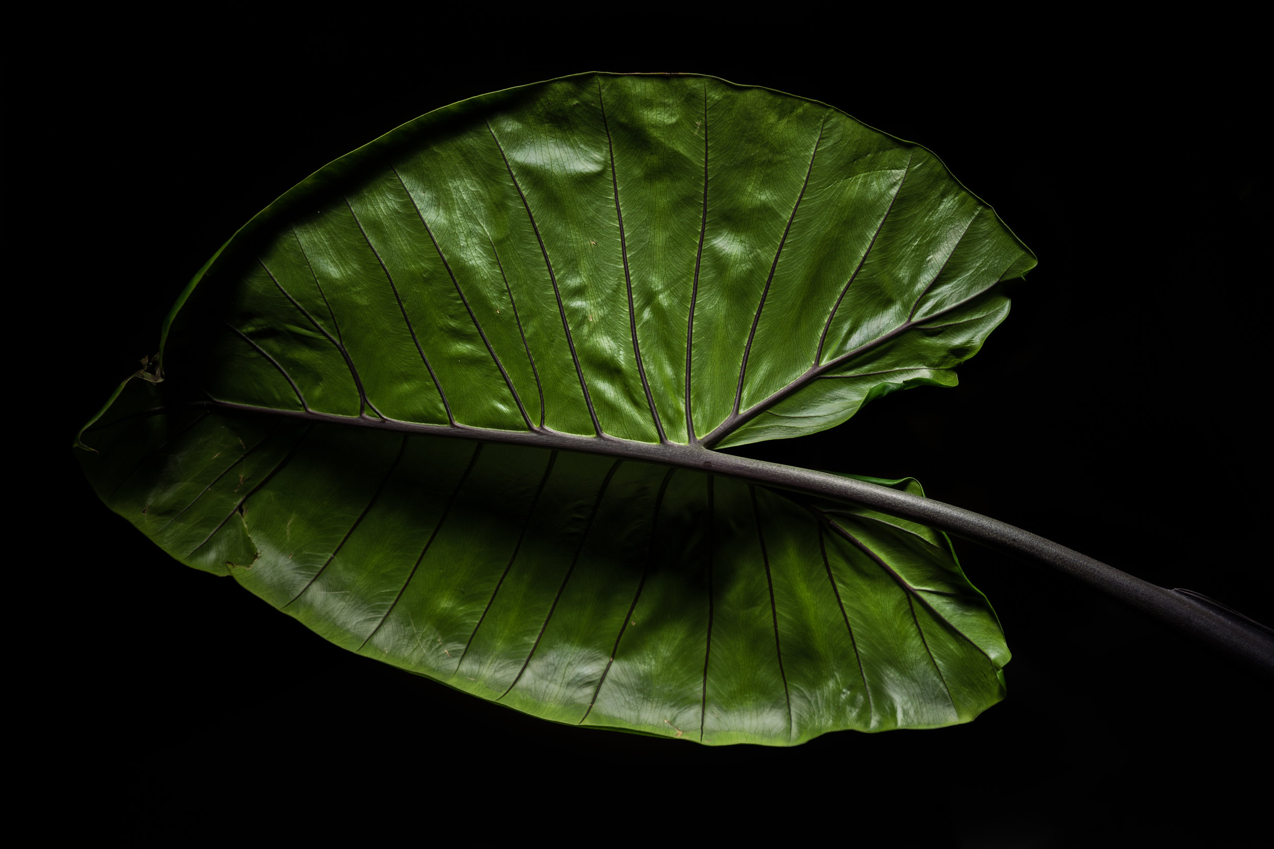 Website-Nature-DramaticLightLeaf-01197.jpg