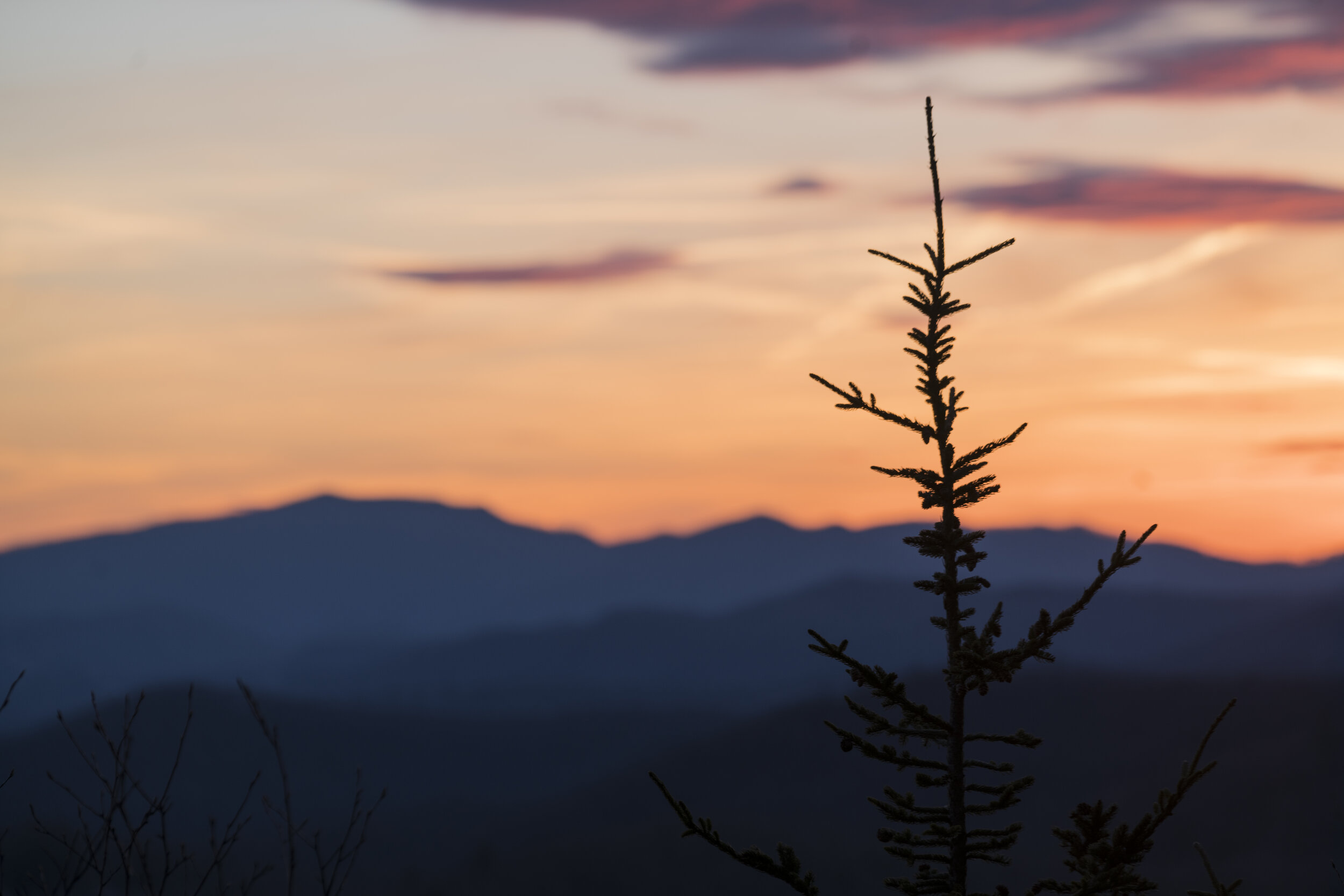 TreeTopSunset.jpg