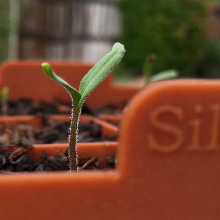 How to Germinate Seeds: Water, Oxygen, Temperature, and Light