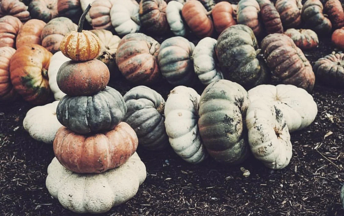 5 Favorite Fall Recipes