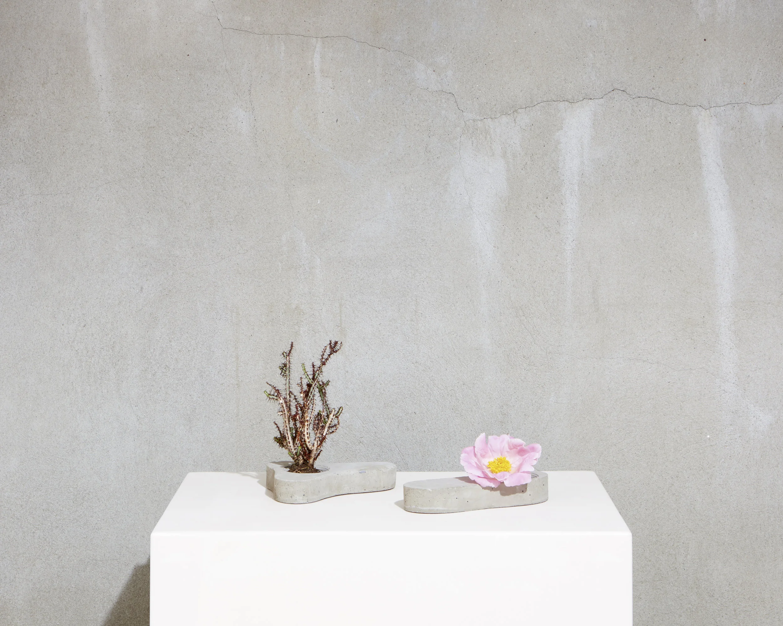 Reneuve Collection: Cement Planters