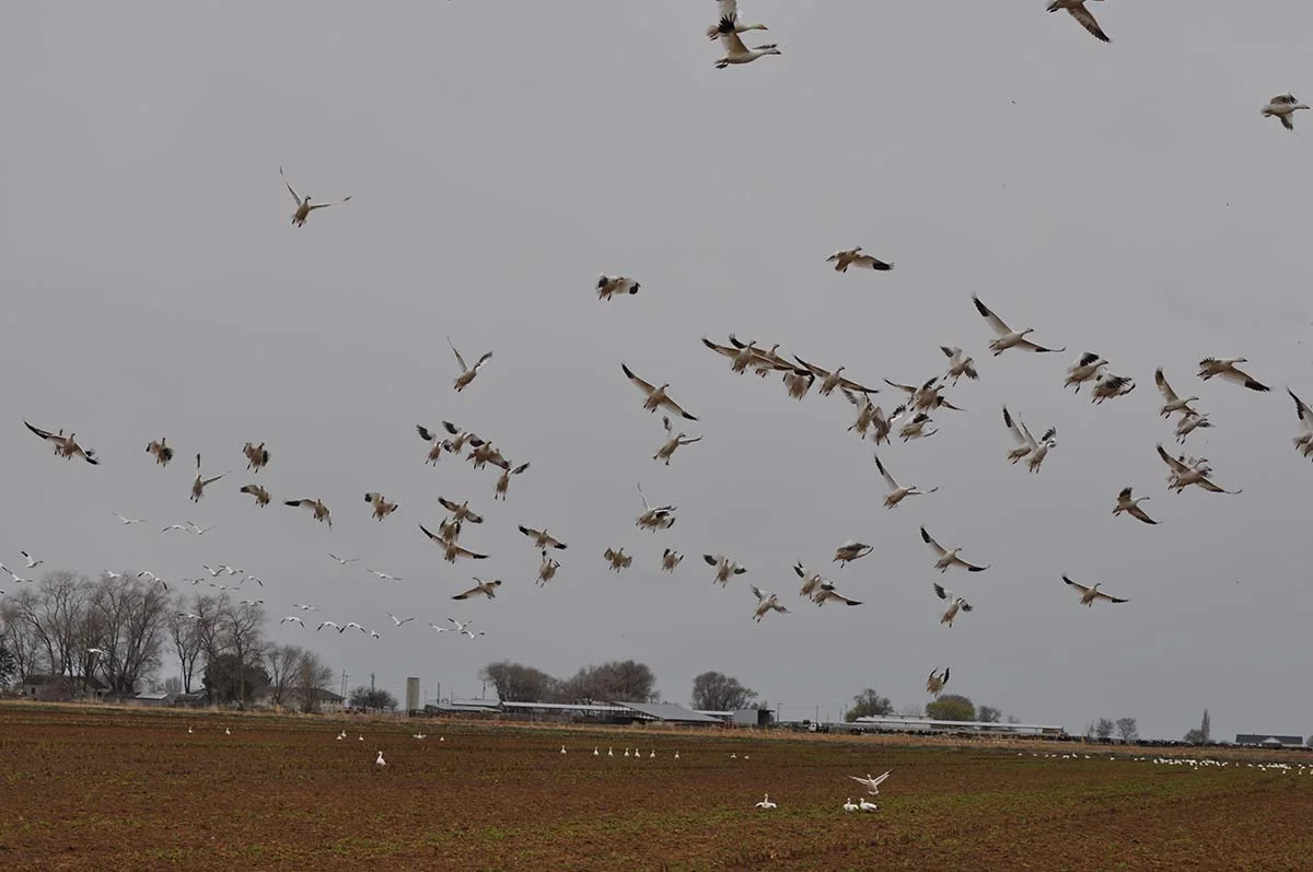 DSC_0173.jpg