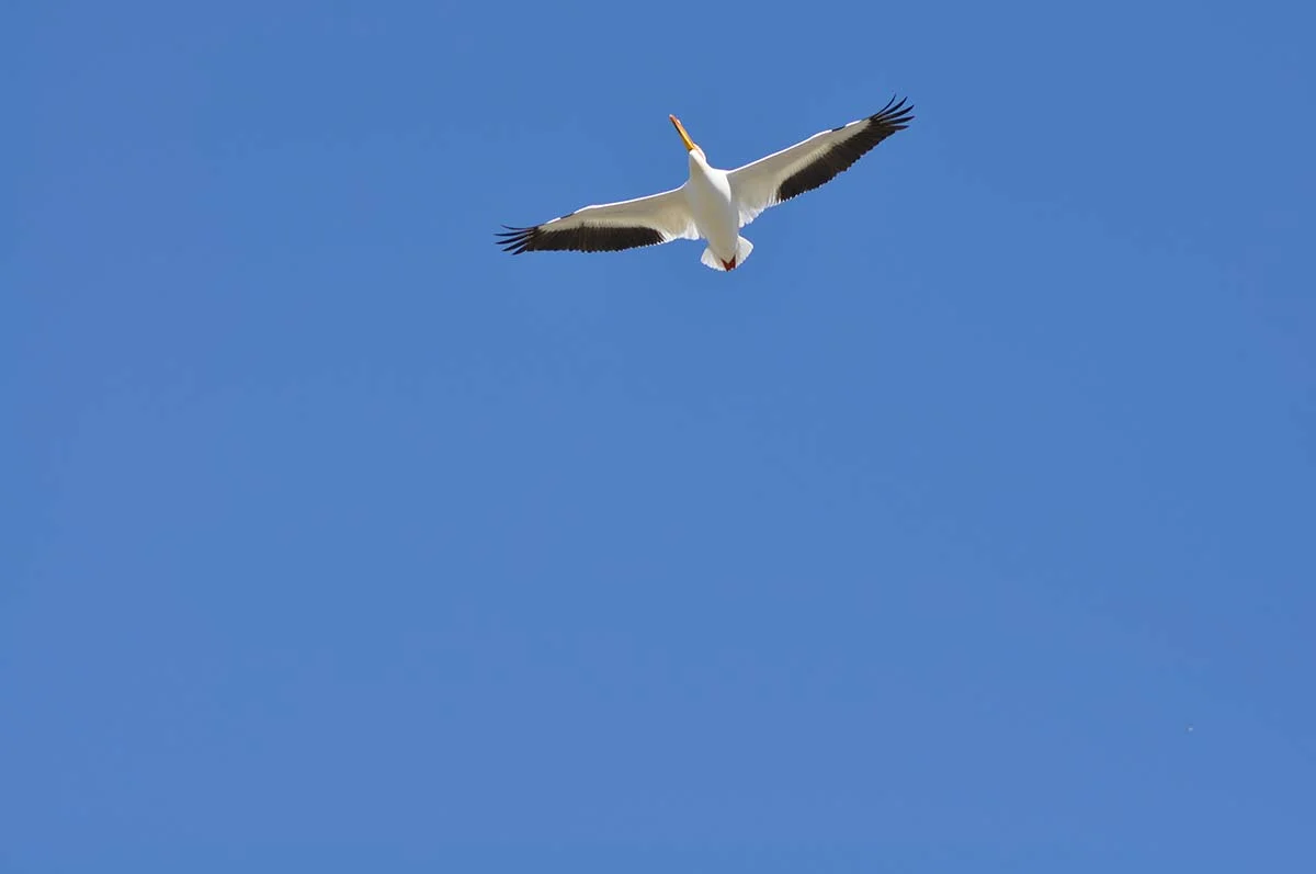 DSC_0545-(2).jpg