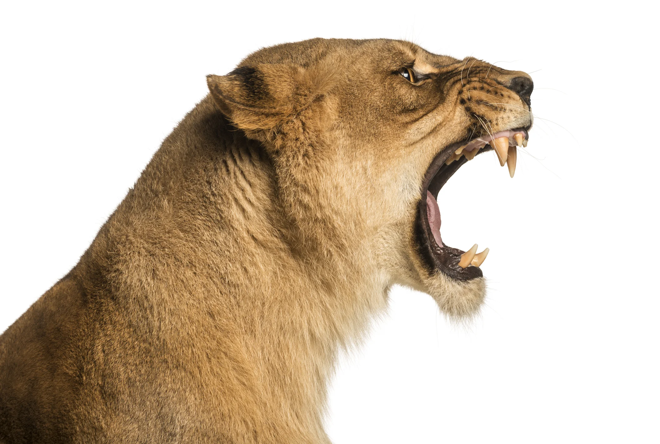iSP_Lioness.jpg