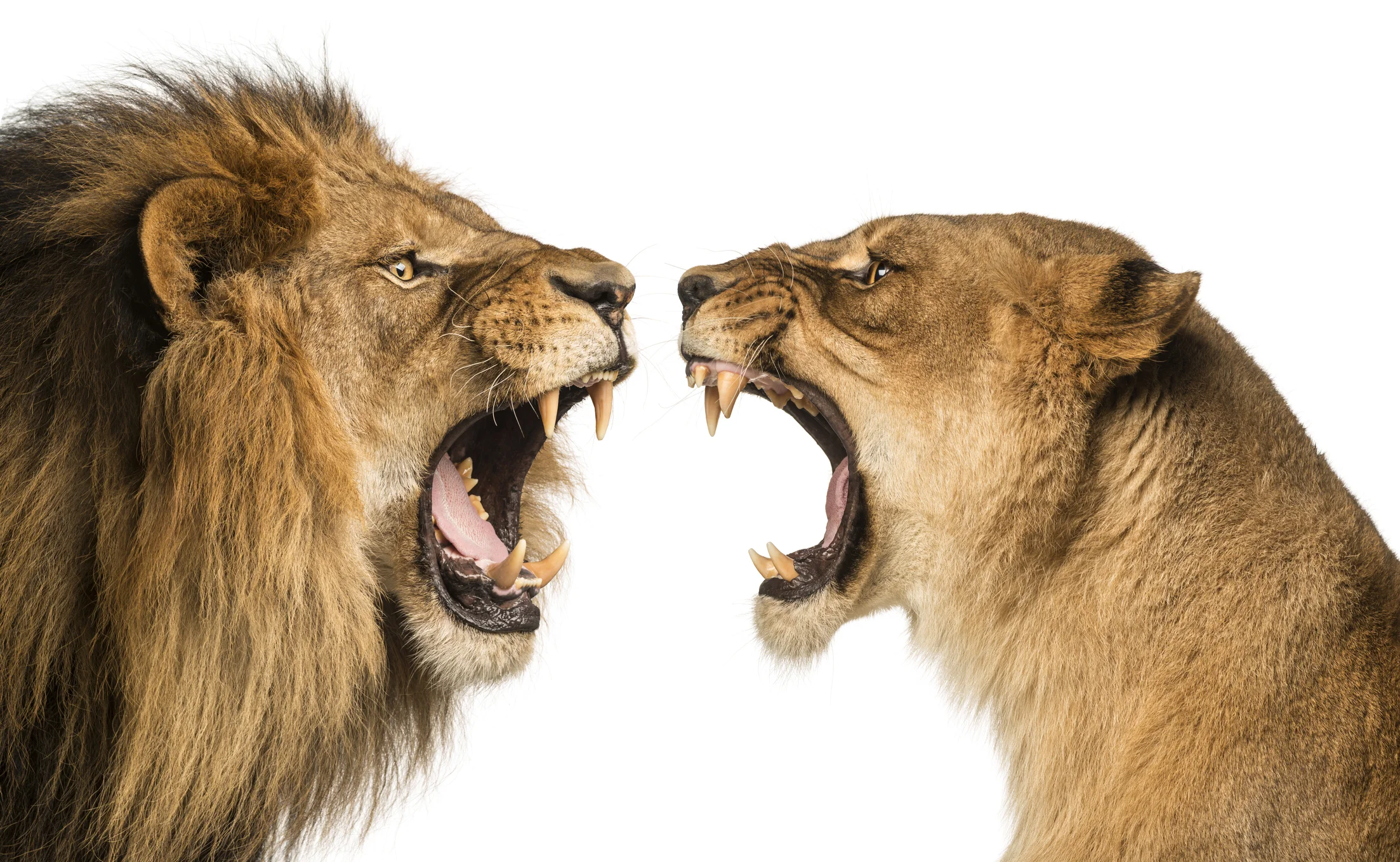 iSP_Lion & Lioness.jpg