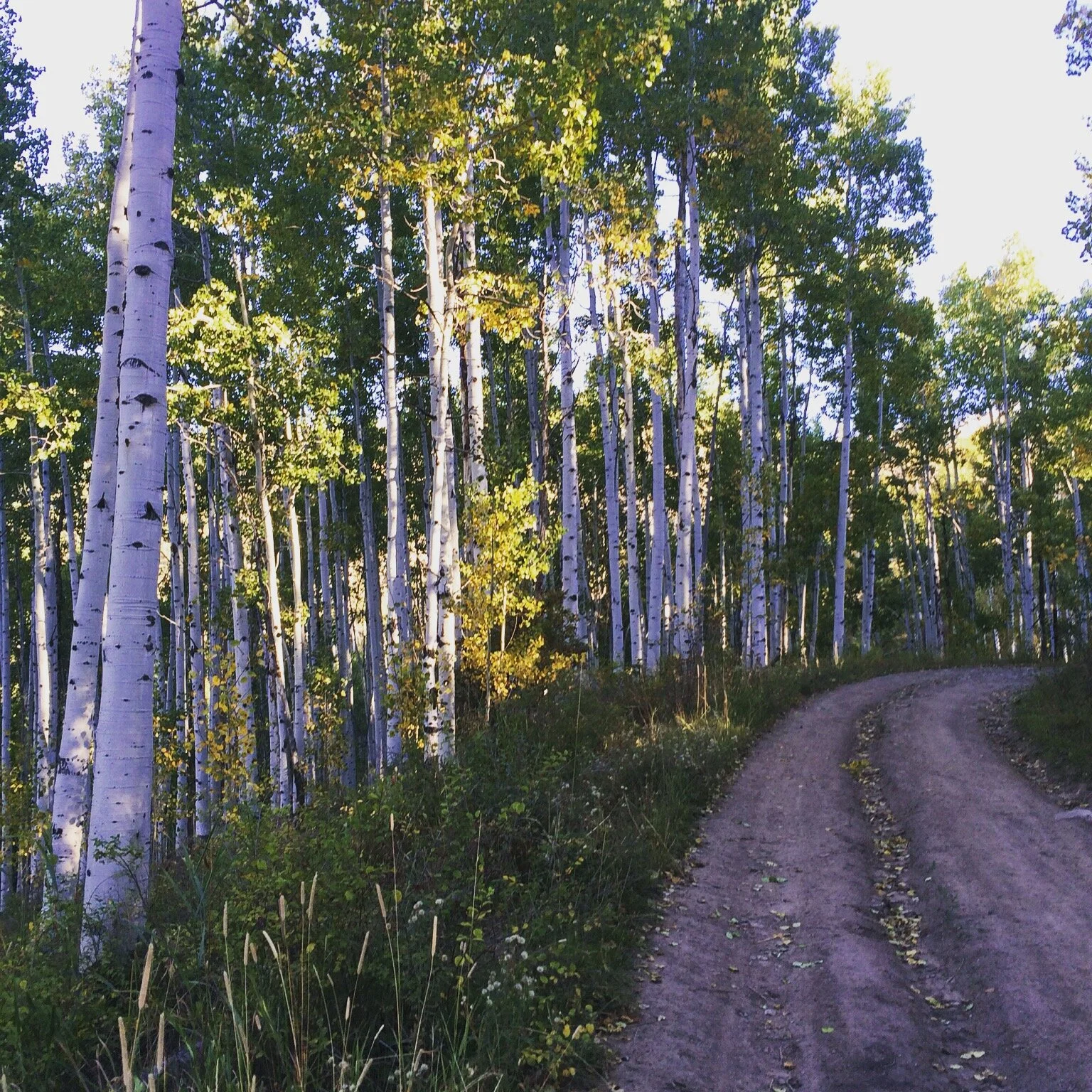 Safety Tips for Trail Runners