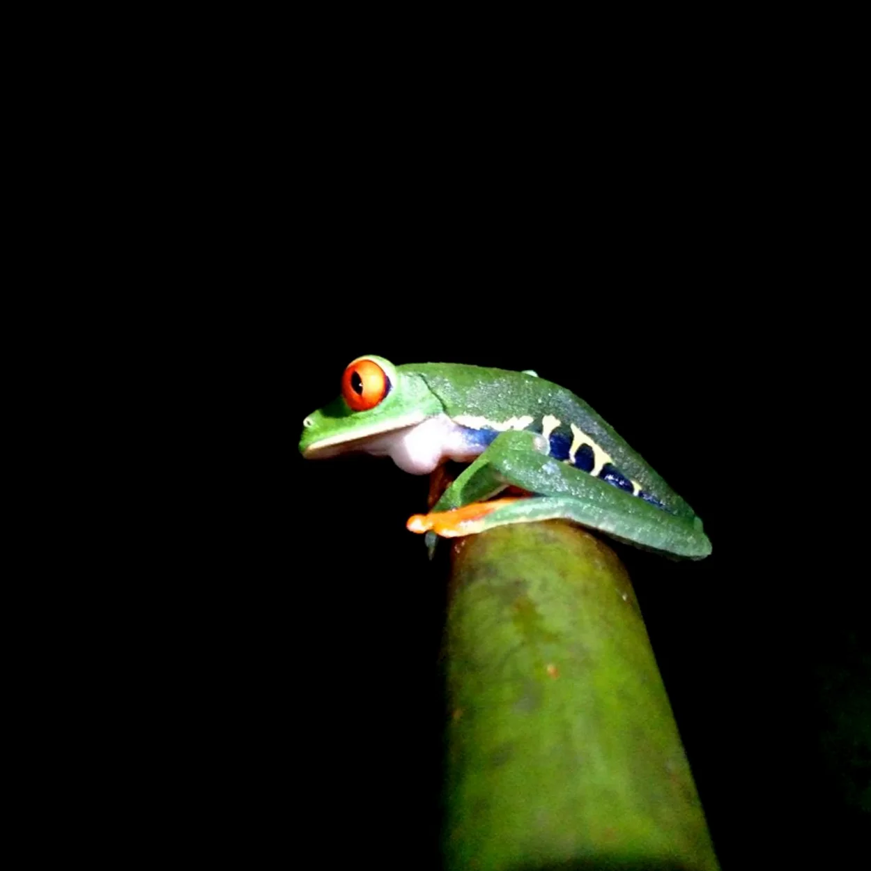 Frog2.jpg