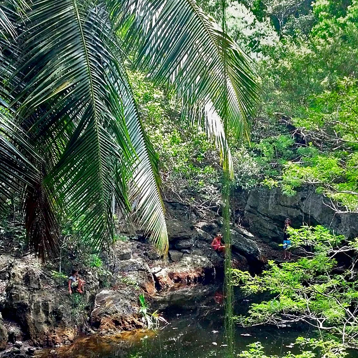Jungle.jpg