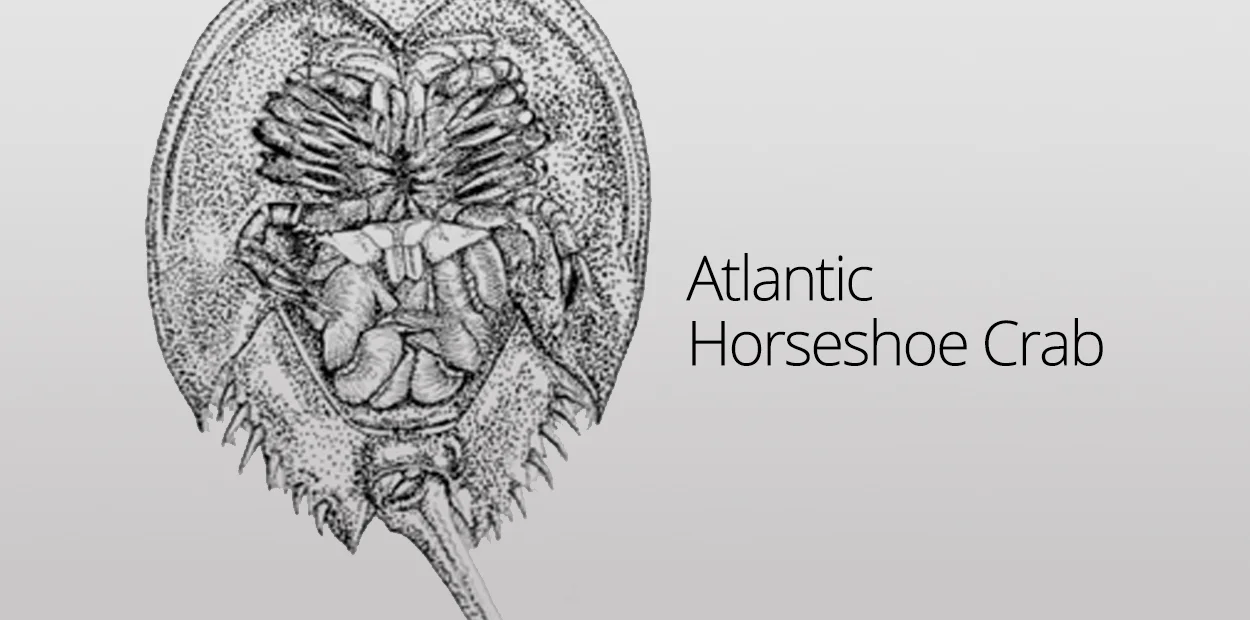 Species Highlight: the Horseshoe Crab