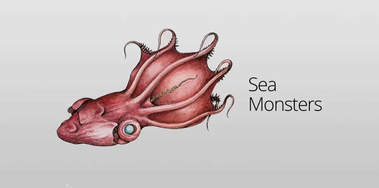 Species Highlight: Vampyroteuthis