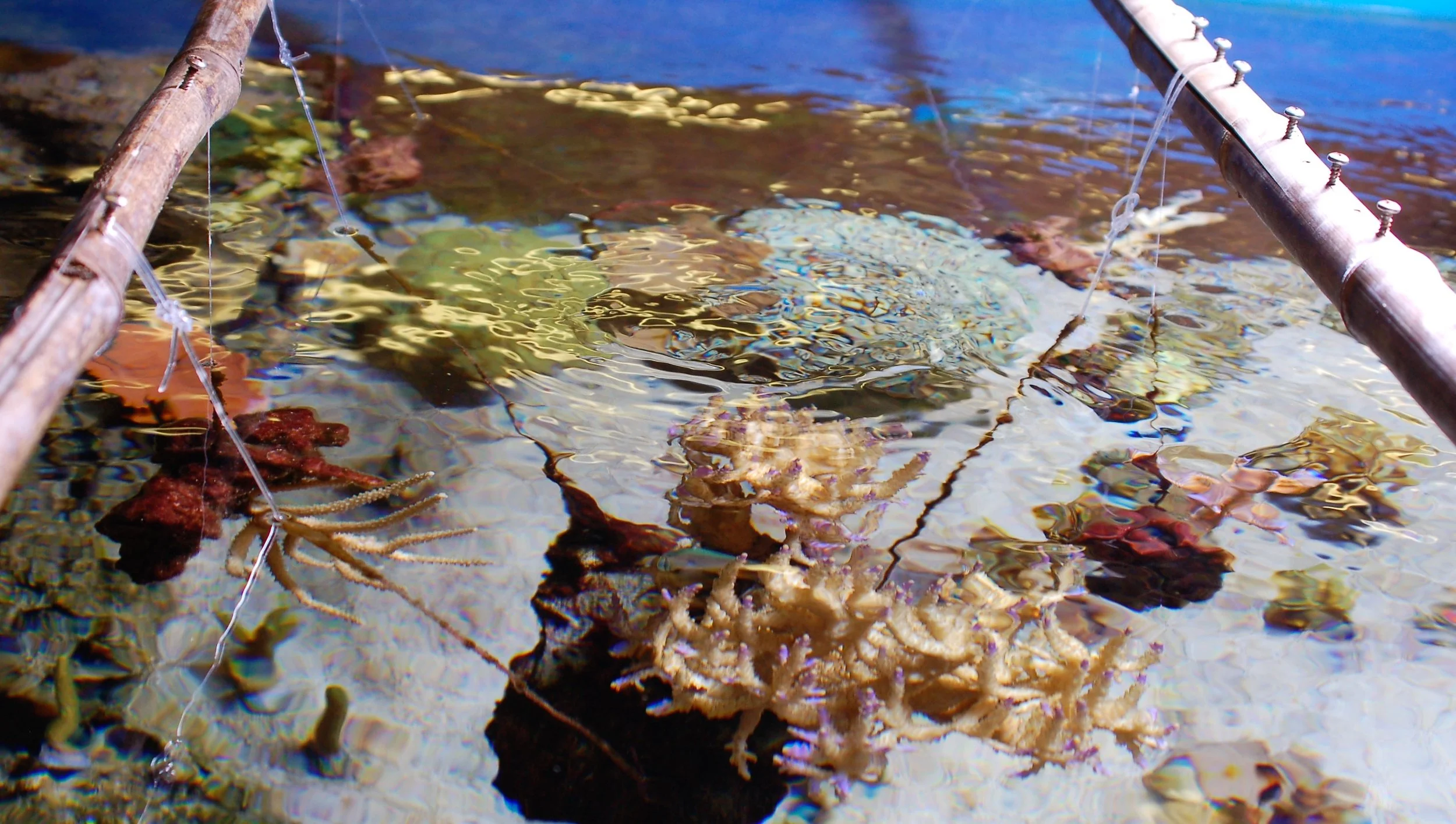 The Cost of Coral Reef Bleaching