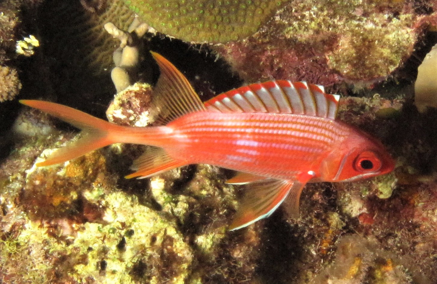 A squirrelfish, one of the many species of large-eyed reef fish that come out at night. Photo: A. Dornburg