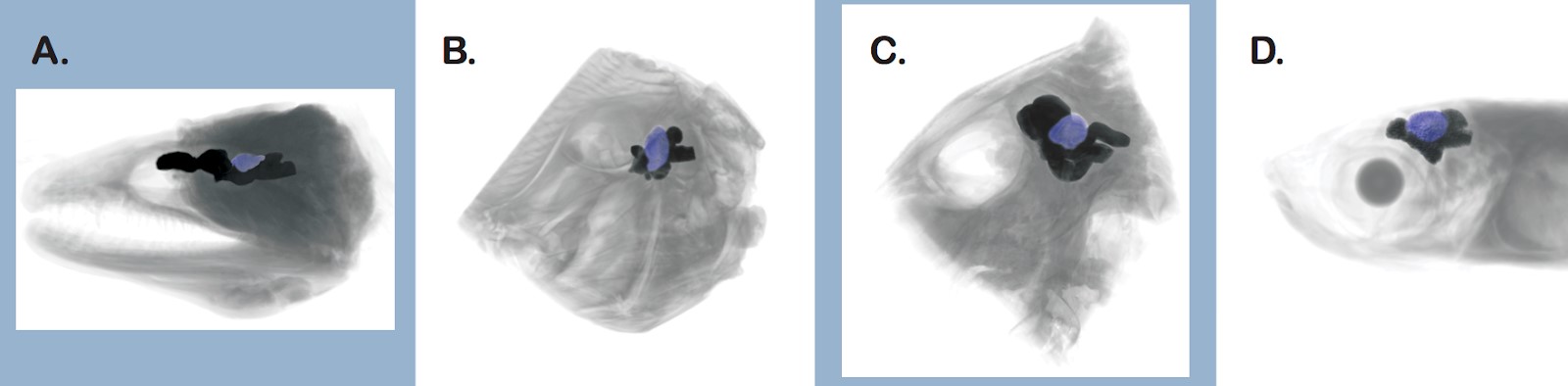 Images of fish brains scanned in our work with the visual processing region colored in blue. A. Moray Eel. B. Peacock Flounder. C. Triggerfish. D. Silverside. Images taken from Iglesias et al. 2018.