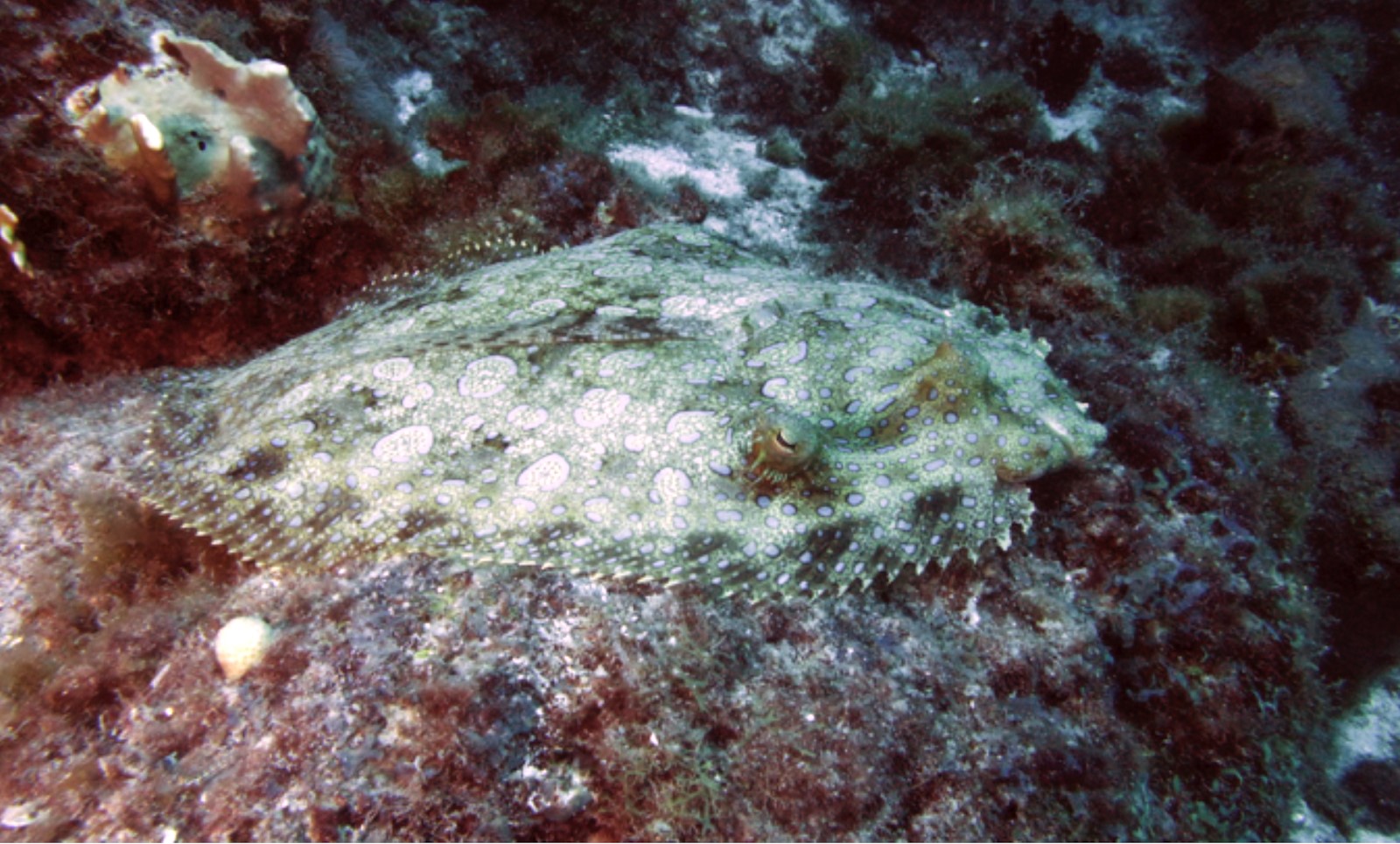 Peacock Flounder in Curaçao. Peacock flounders have some of the largest visual processing regions of any marine fish and are masters of camouflage. Photo: A. Dornburg.