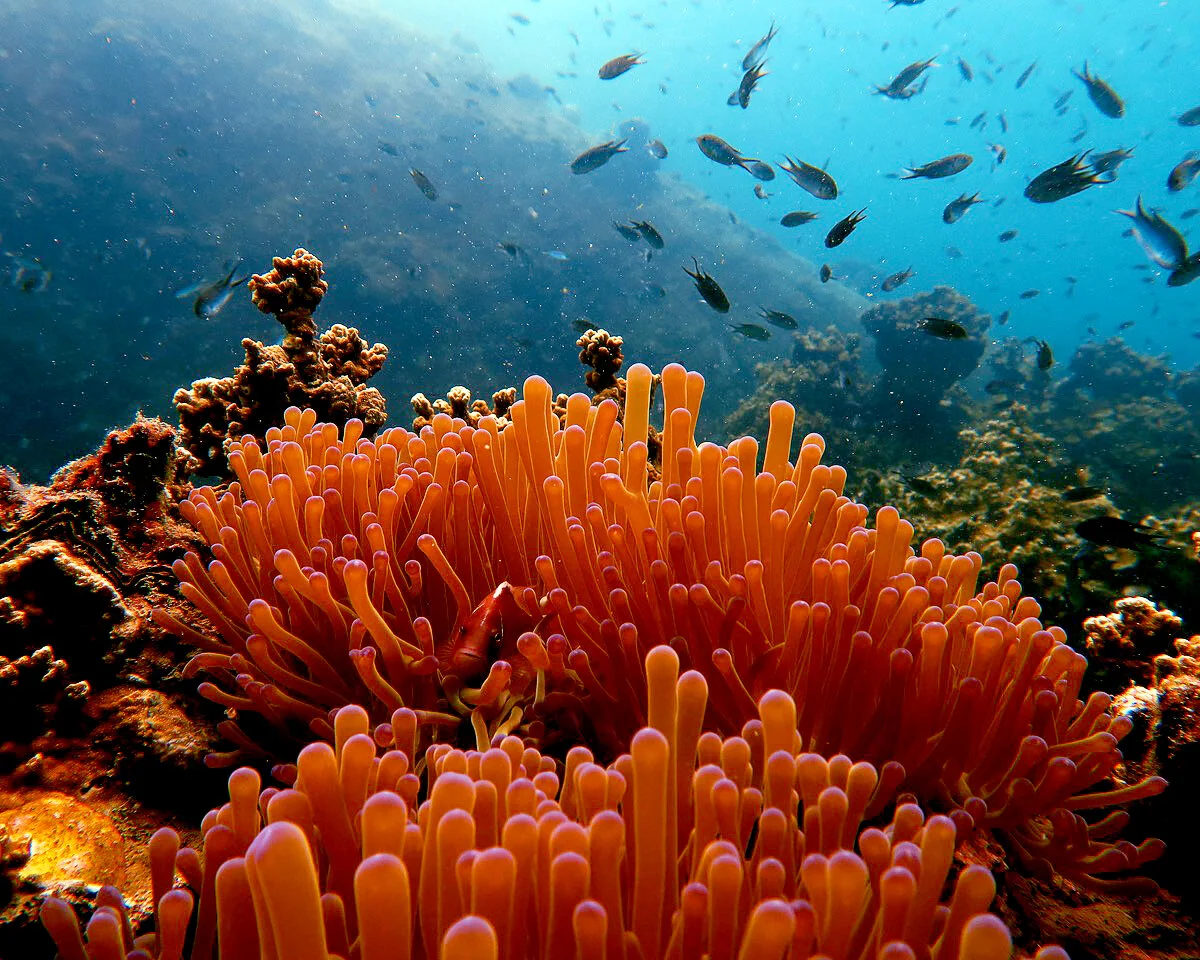 Fossil Corals and Mass Extinction