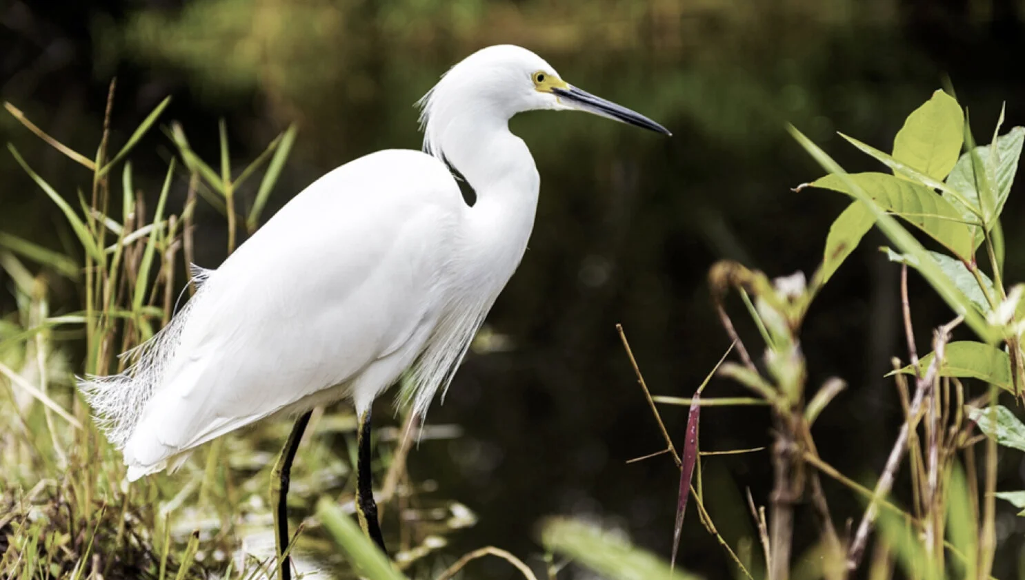 Climate Change and the Everglades: A Case Study