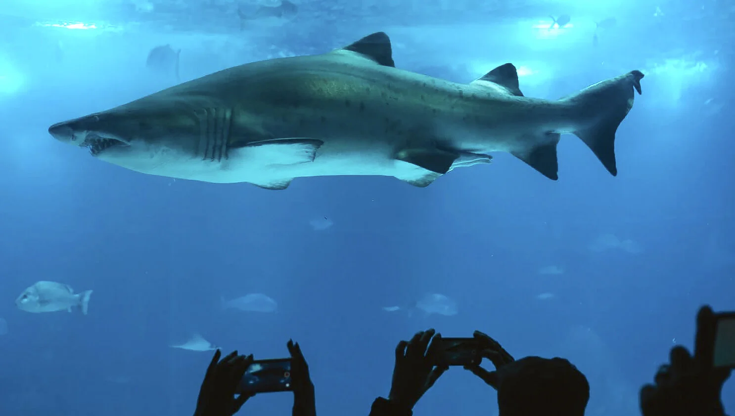 Why Do We Fear Sharks?