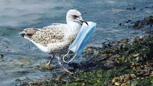 Environmental Impact of Single-Use PPE