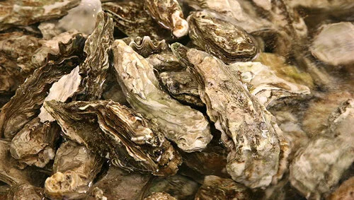 Using Oyster Reef Restoration To Mitigate Eutrophication 