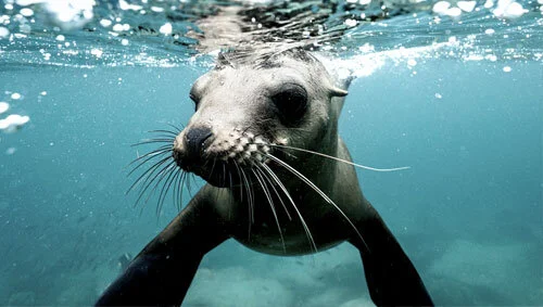 Marine Animals Are At Risk Of Contracting Covid-19