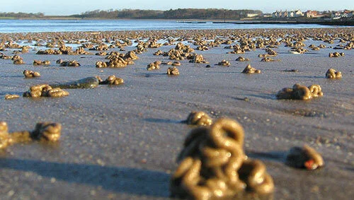 The Long-Held Secret Of Lugworms