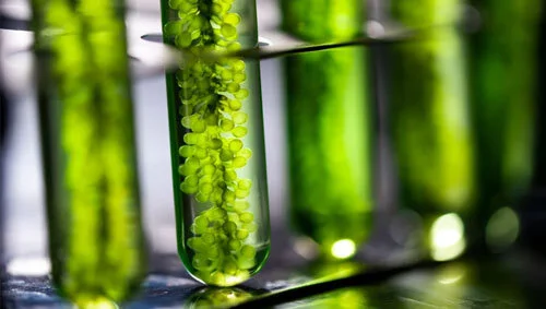 Could Algae be the next Gasoline?
