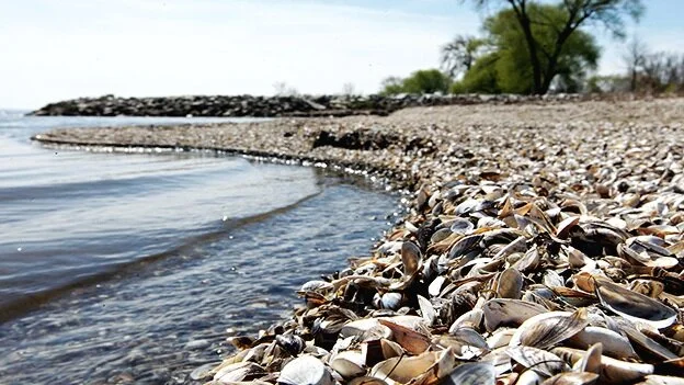 An Aquatic Pandemic Of Its Own Kind: Zebra Mussels 