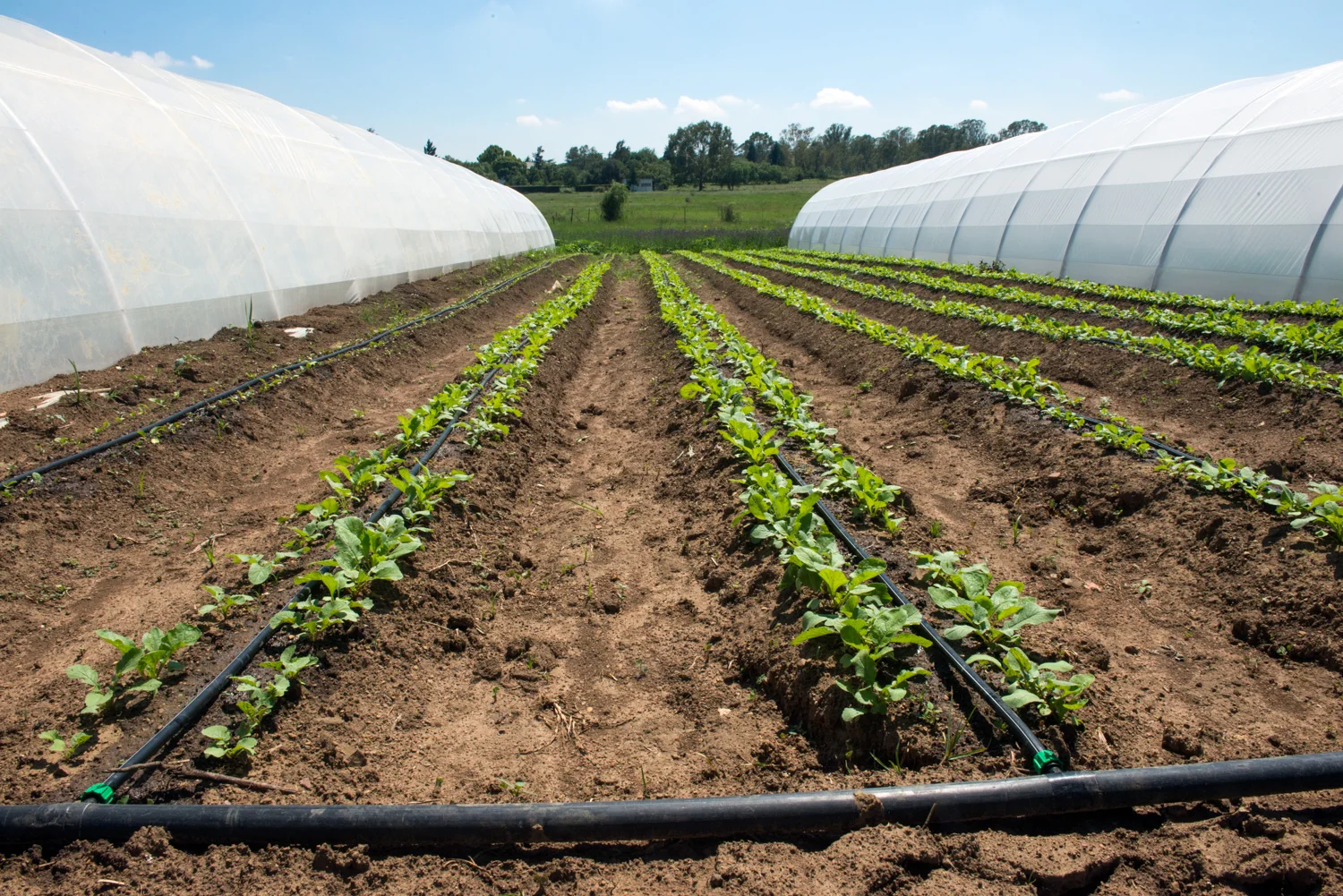 Nature's Heritage: Organic Farm &amp; Direct Delivery