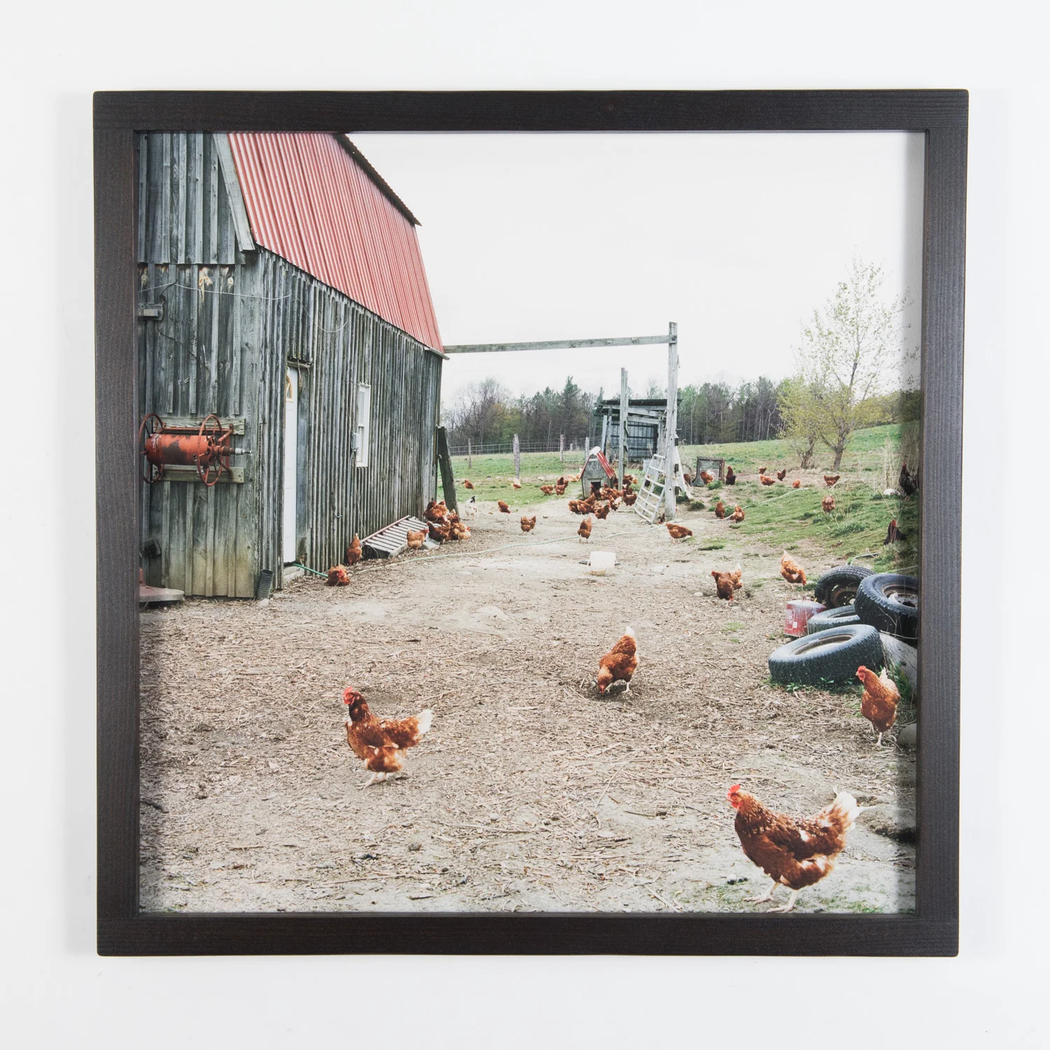 Free Range Chickens (Framed)
