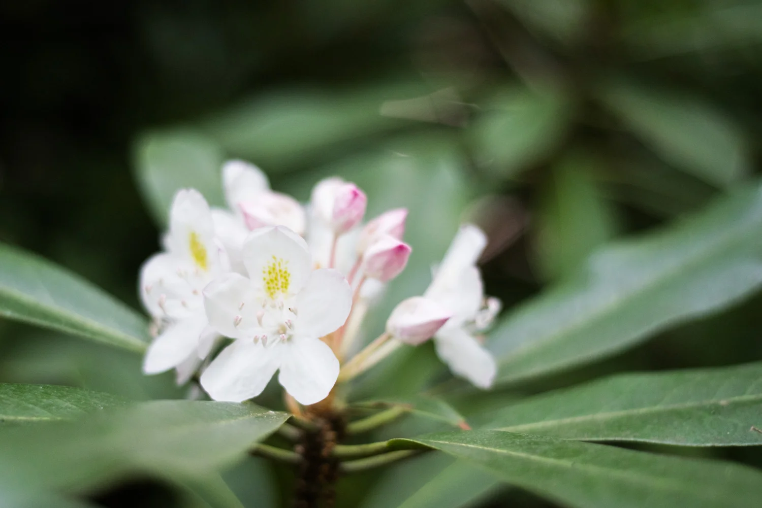 Rhododendrons in peak bloom at Fallingwater in early July.