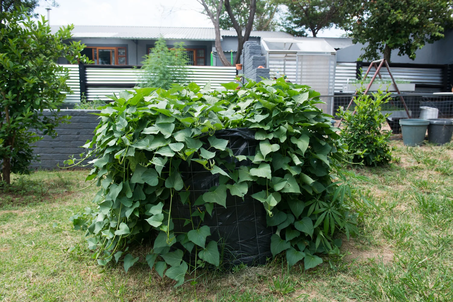 This is the first sweet potato plant I ever saw, at the home of a gardener living in the outskirts of Johannesburg, South Africa, in 2016. The plants can grow quite large, if left untrimmed. However, the leaves are actually edible, so trimming the plant back can result in some tasty greens on the dinner table!