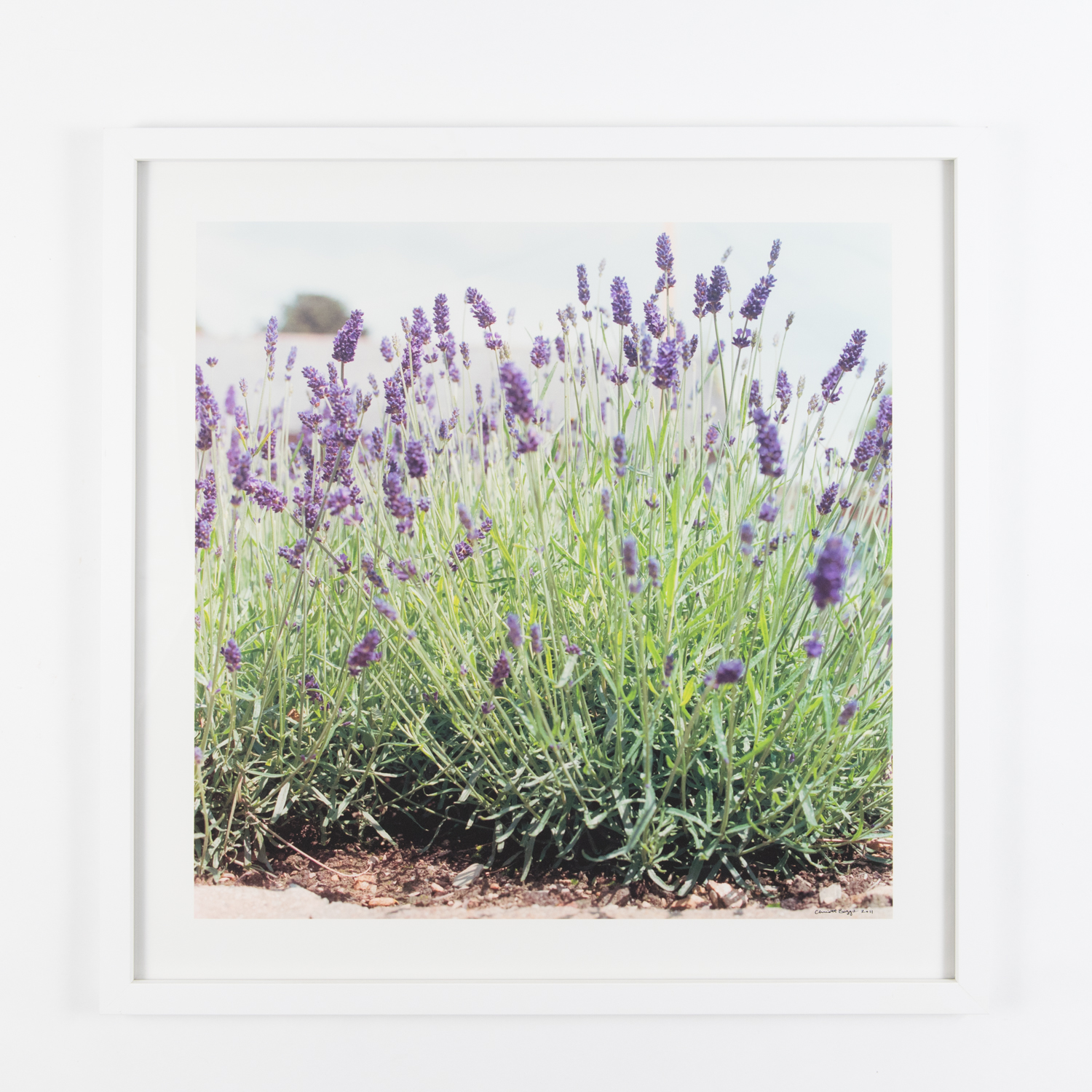 Lavender (Framed)