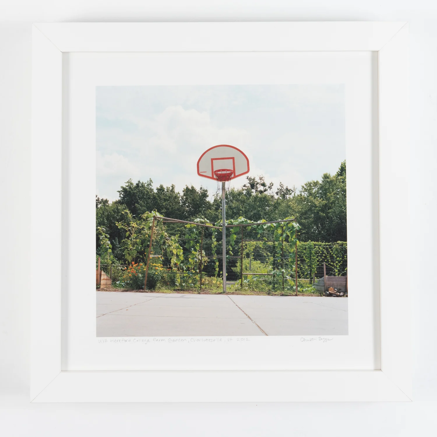 UVA Hereford College Farm Garden (Framed)