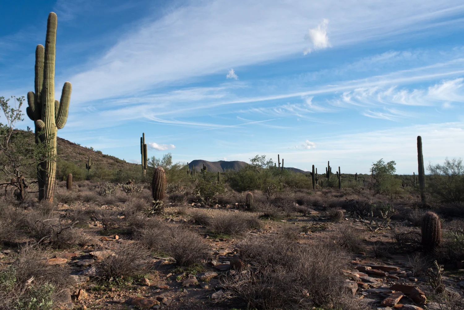 McDowell Sonoran Preserve #3794