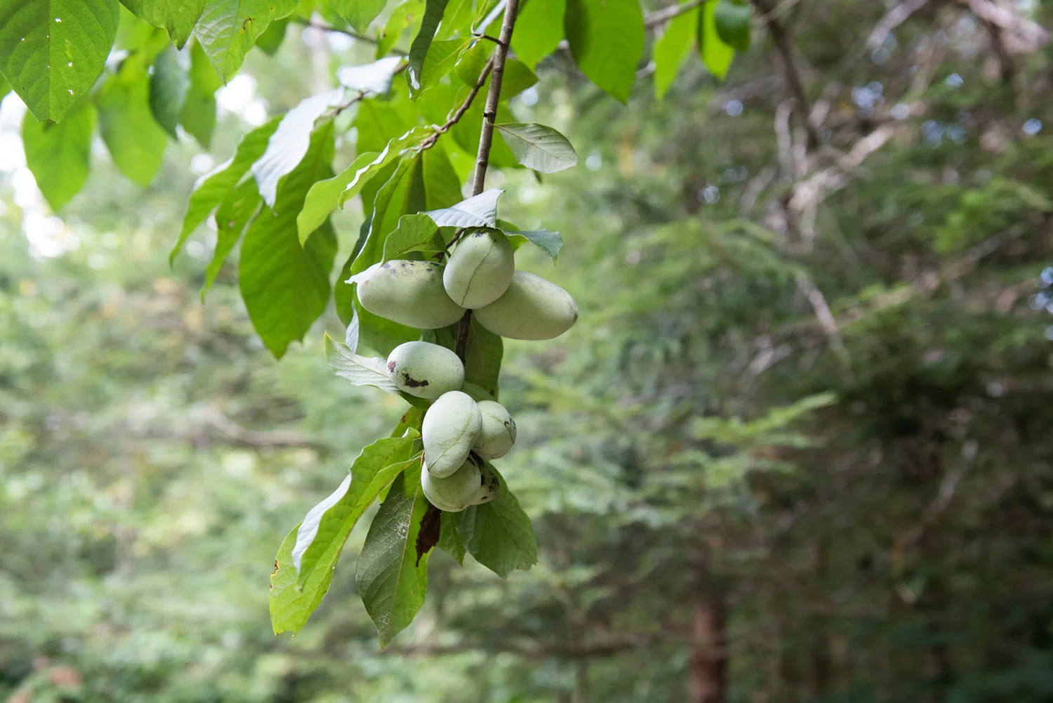 The Pawpaw Tree