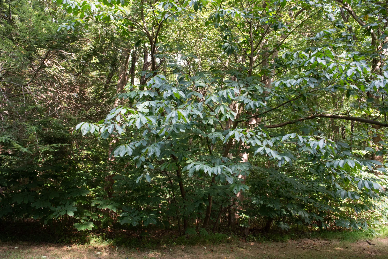 _CBP5610.jpg
