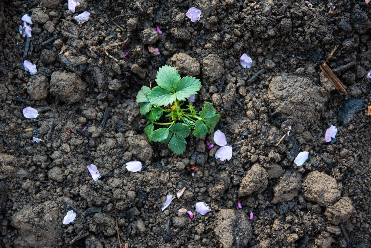 Planting a Fig Tree &amp; Strawberries